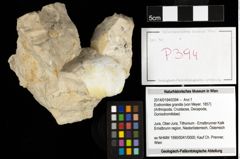 Foto (Objekt + Etiketten) von Eodromites grandis (von Meyer, 1857) 